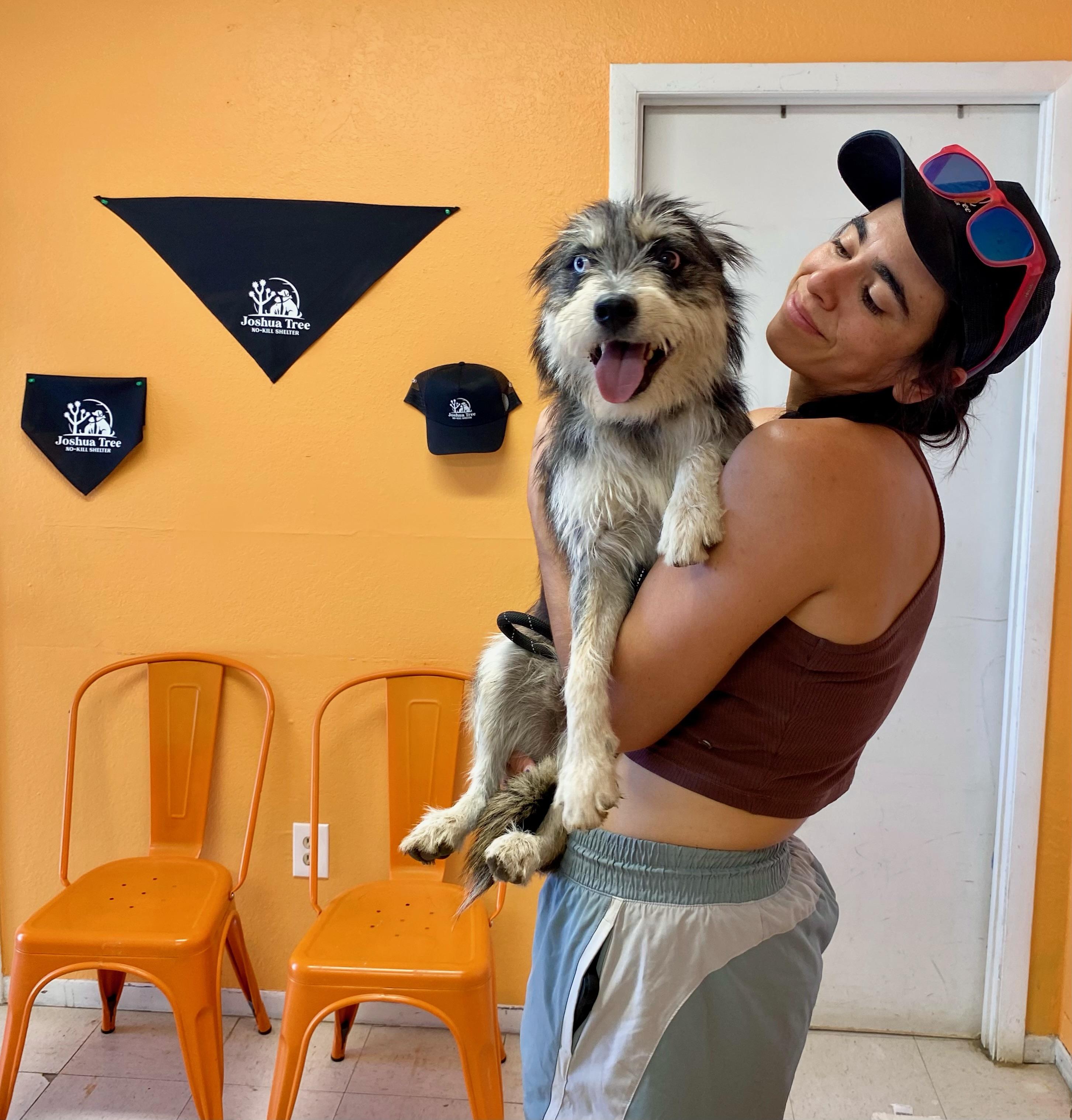 OLLIE, a ADOPTABLE mixed breed in Joshua Tree, CA image 2/6