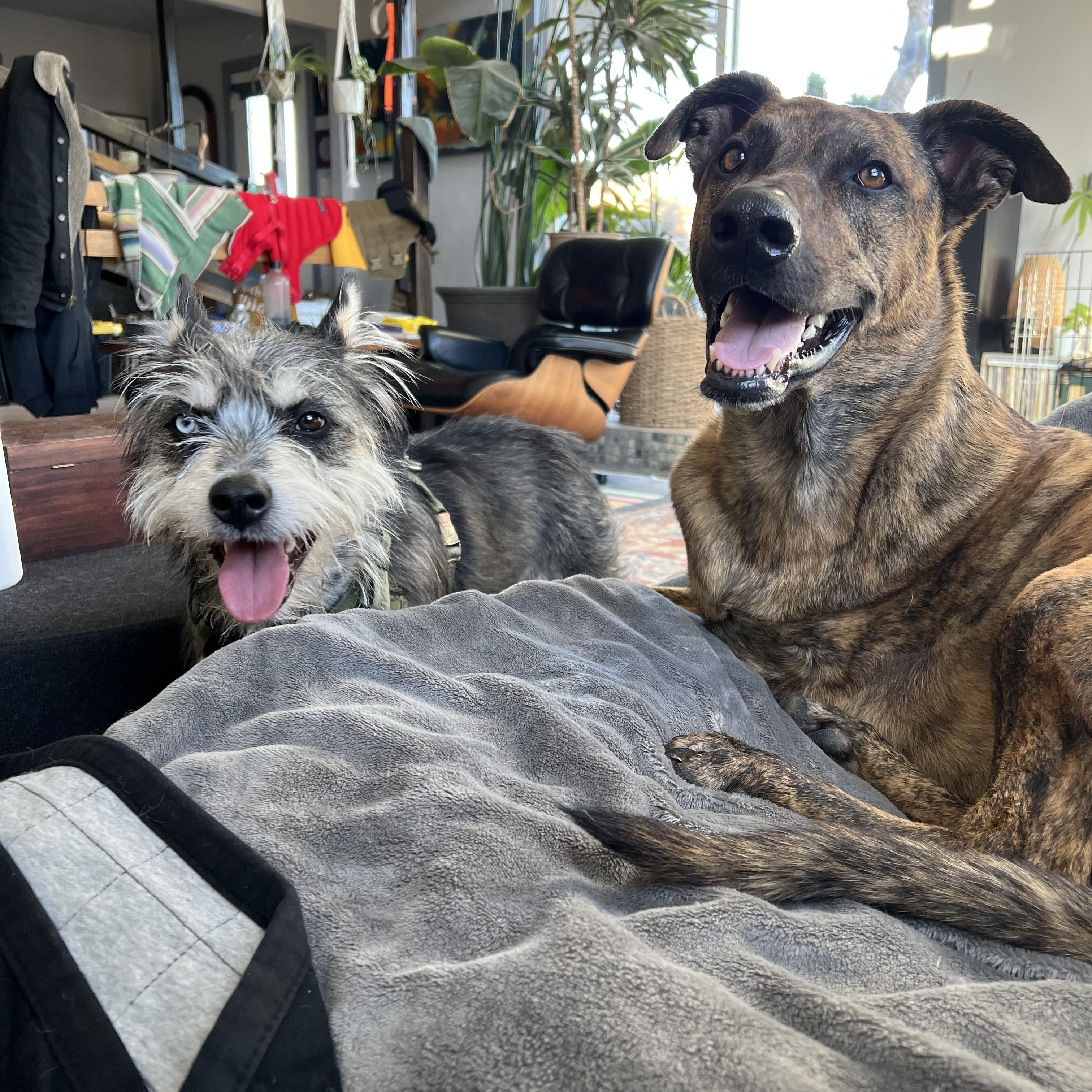 OLLIE, a ADOPTABLE mixed breed in Joshua Tree, CA image 5/6