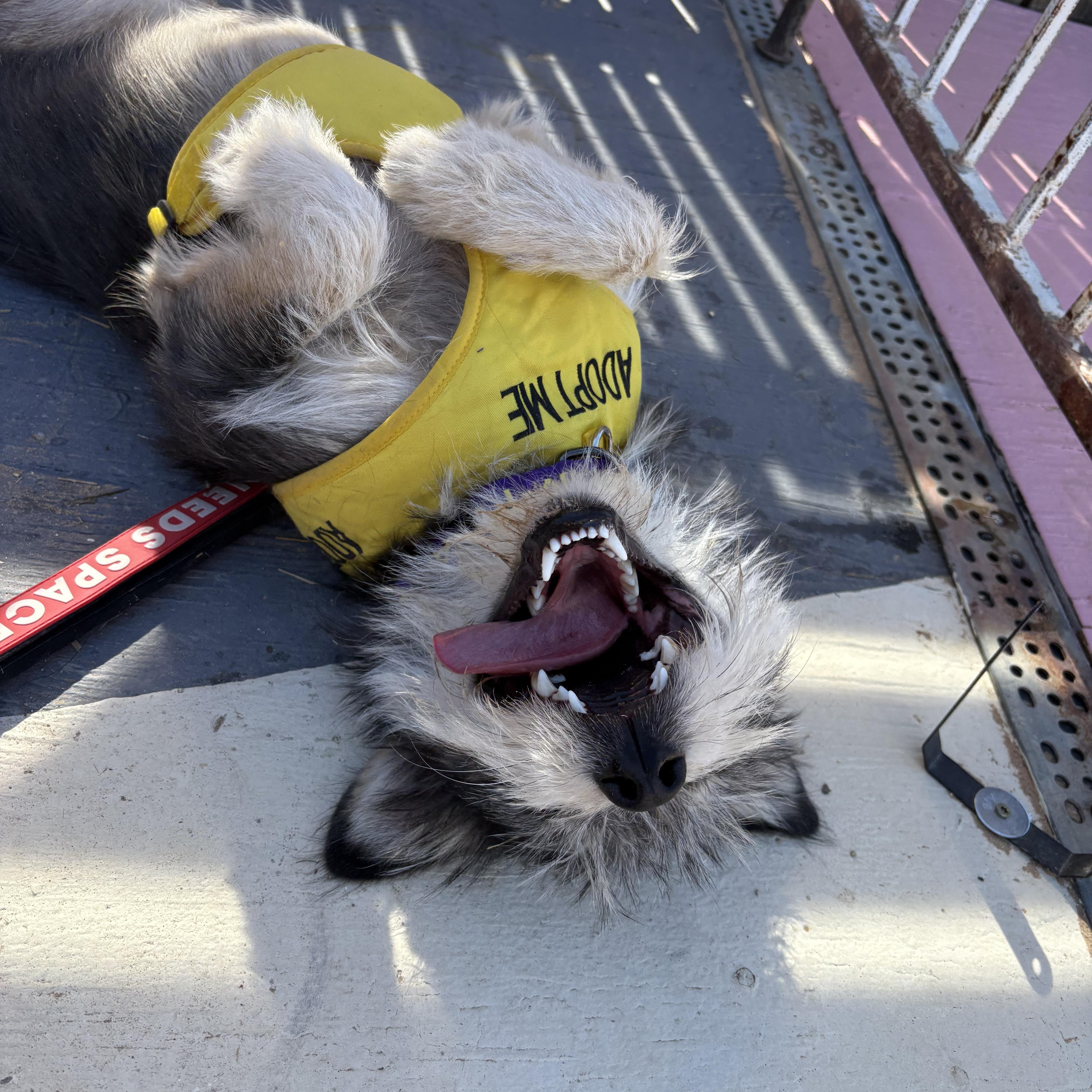 OLLIE — thumbnail 6