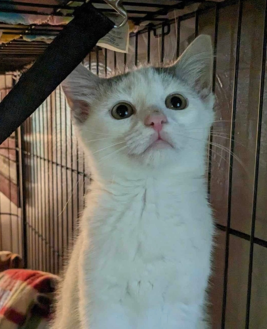 Enlarge Kimchi, a Adopted mixed breed in Monroeville, PA image 2/10