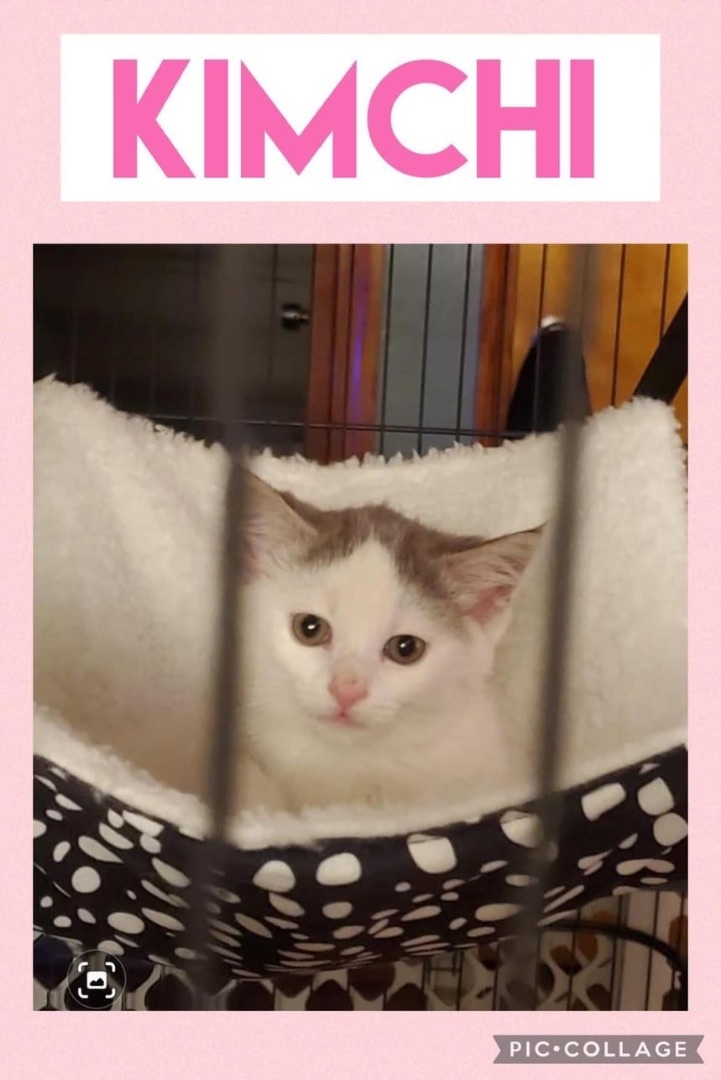 Enlarge Kimchi, a Adopted mixed breed in Monroeville, PA image 3/10