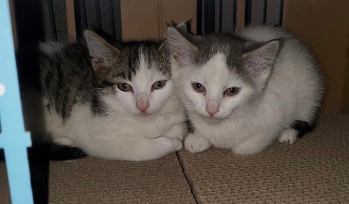 Enlarge Kimchi, a Adopted mixed breed in Monroeville, PA image 4/10