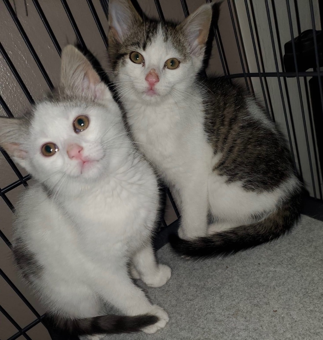 Enlarge Kimchi, a Adopted mixed breed in Monroeville, PA image 5/10