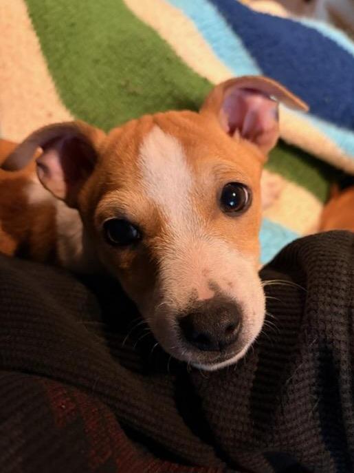 Enlarge Rusty, a ADOPTABLE mixed breed in Byron, IL image 5/6