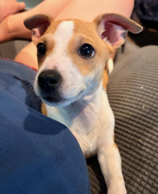 Enlarge Rusty, a ADOPTABLE mixed breed in Byron, IL image 4/6