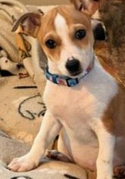 Enlarge Rusty, a ADOPTABLE mixed breed in Byron, IL image 1/6