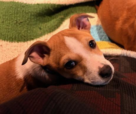 Enlarge Rusty, a ADOPTABLE mixed breed in Byron, IL image 2/6