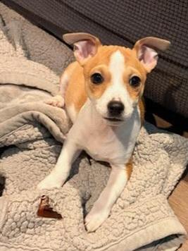 Enlarge Rusty, a ADOPTABLE mixed breed in Byron, IL image 3/6