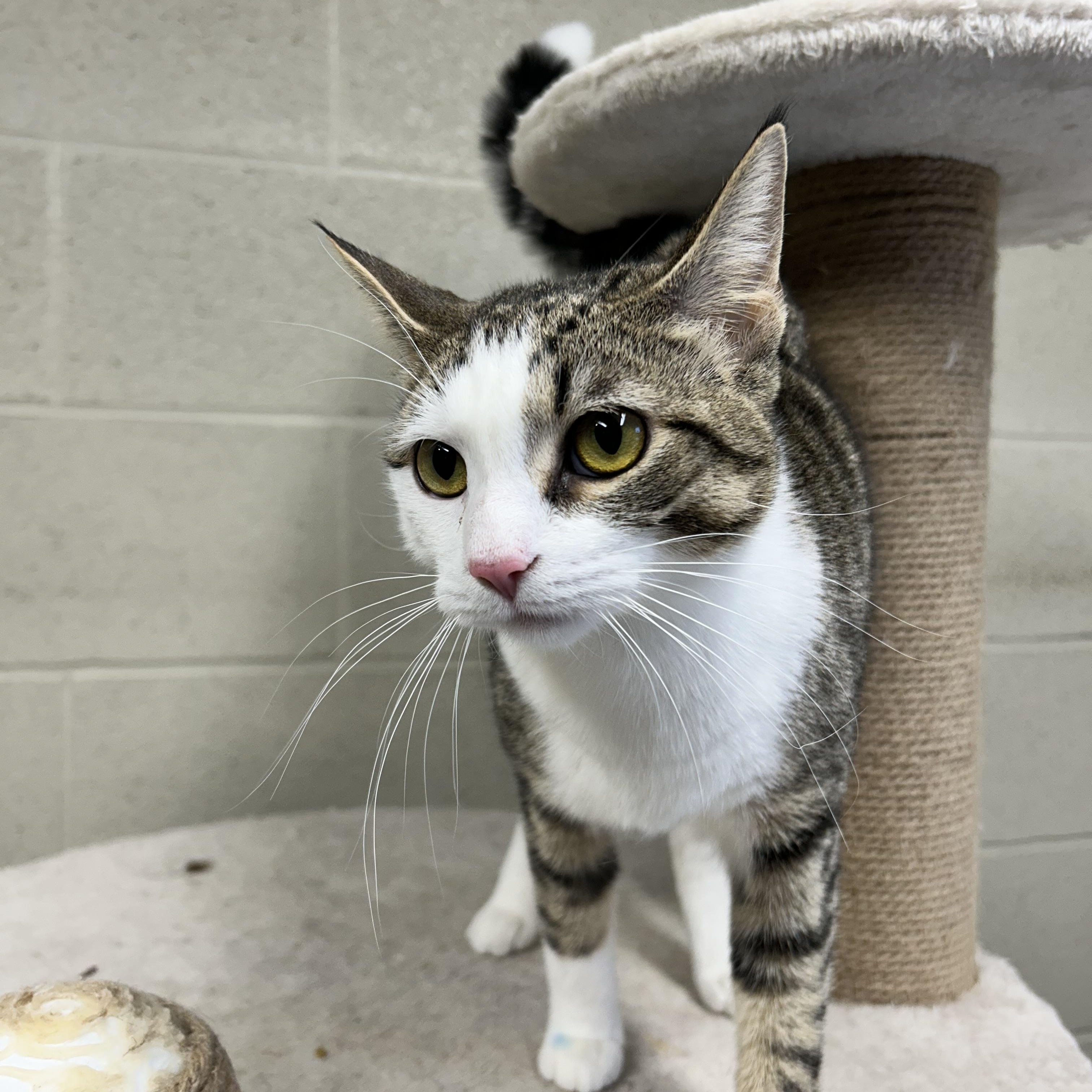 Enlarge Pudding, an adopted Domestic Short Hair in Caledon, ON image 1/2