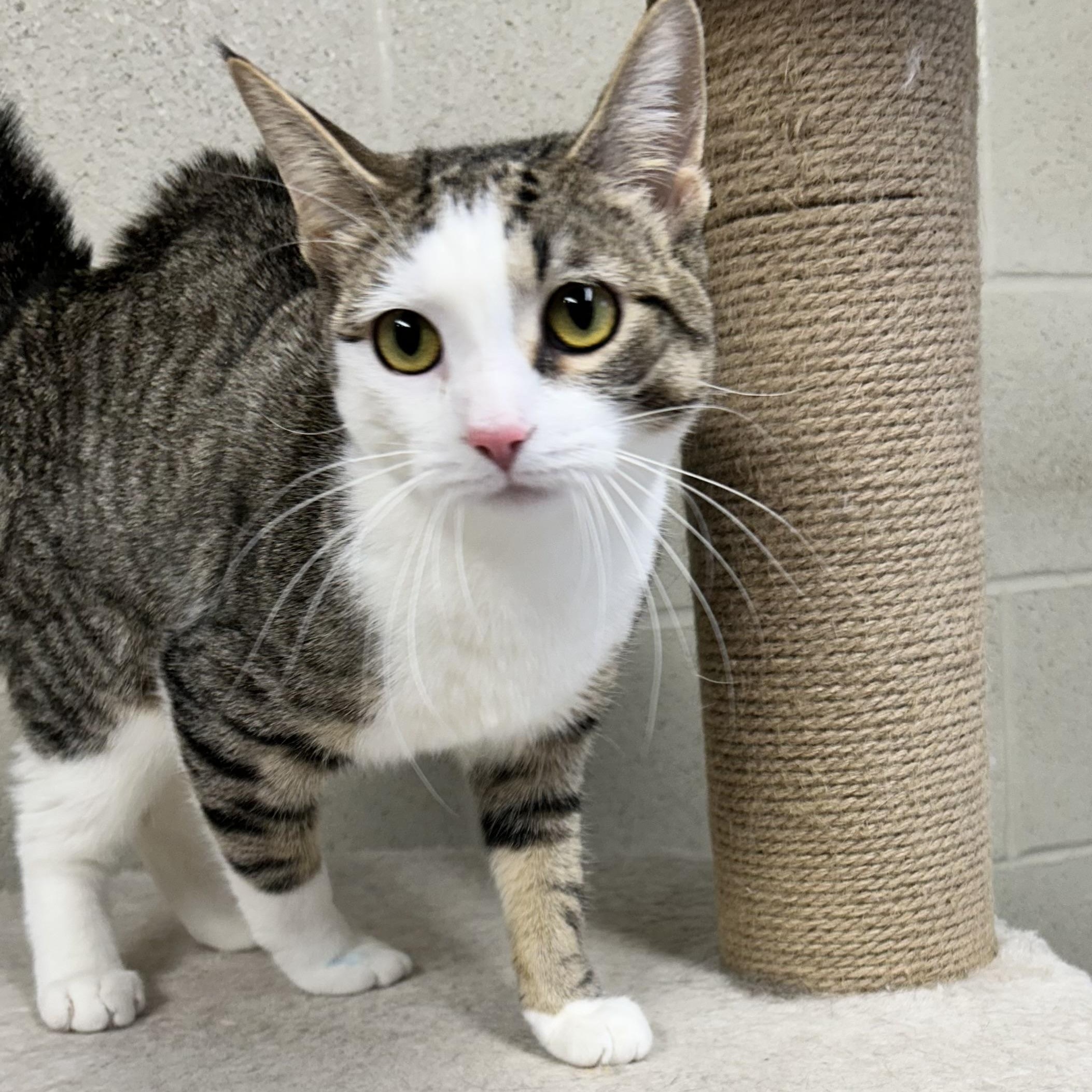 Enlarge Pudding, an adopted Domestic Short Hair in Caledon, ON image 2/2