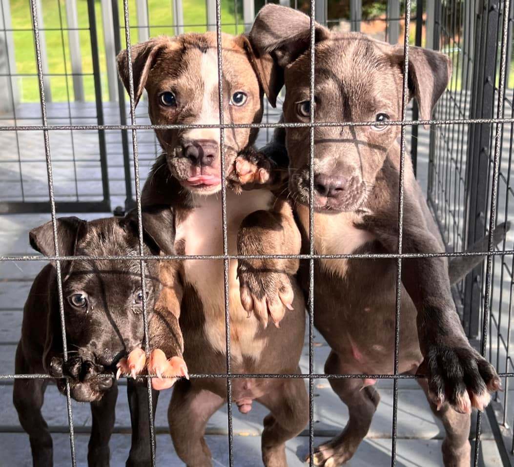 Skyler, Adoptable, Puppy Female Pit Bull Terrier.