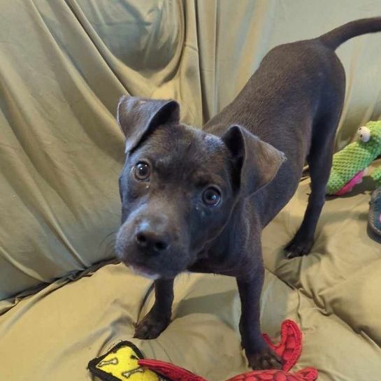 Skyler, a Adoptable Pit Bull Terrier in Middletown , NJ image 2/6