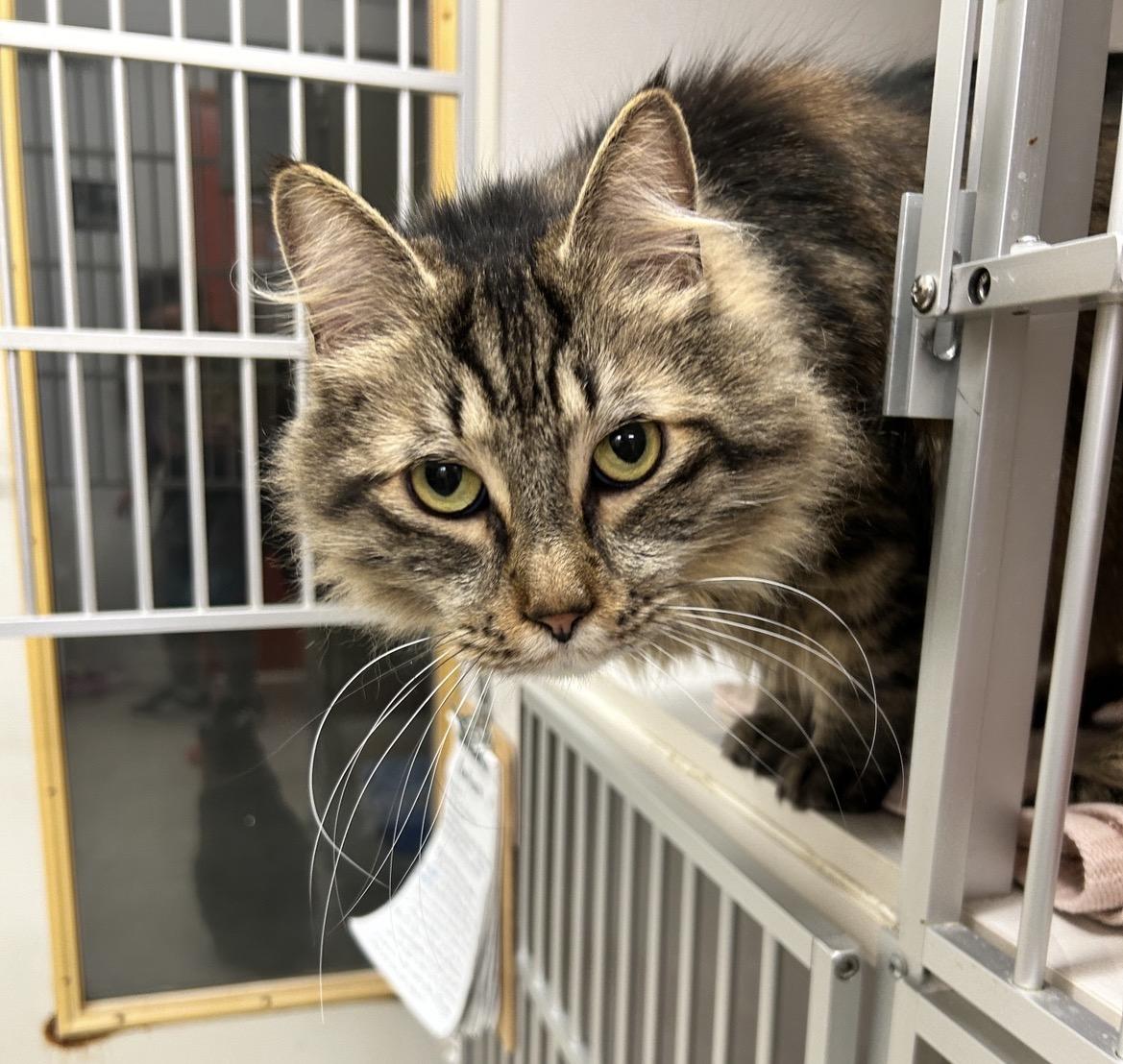 Enlarge Croi, an adopted Domestic Medium Hair in Maple Ridge, BC image 3/6