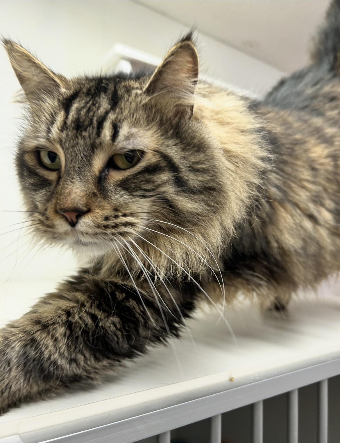 Enlarge Croi, an adopted Domestic Medium Hair in Maple Ridge, BC image 5/6