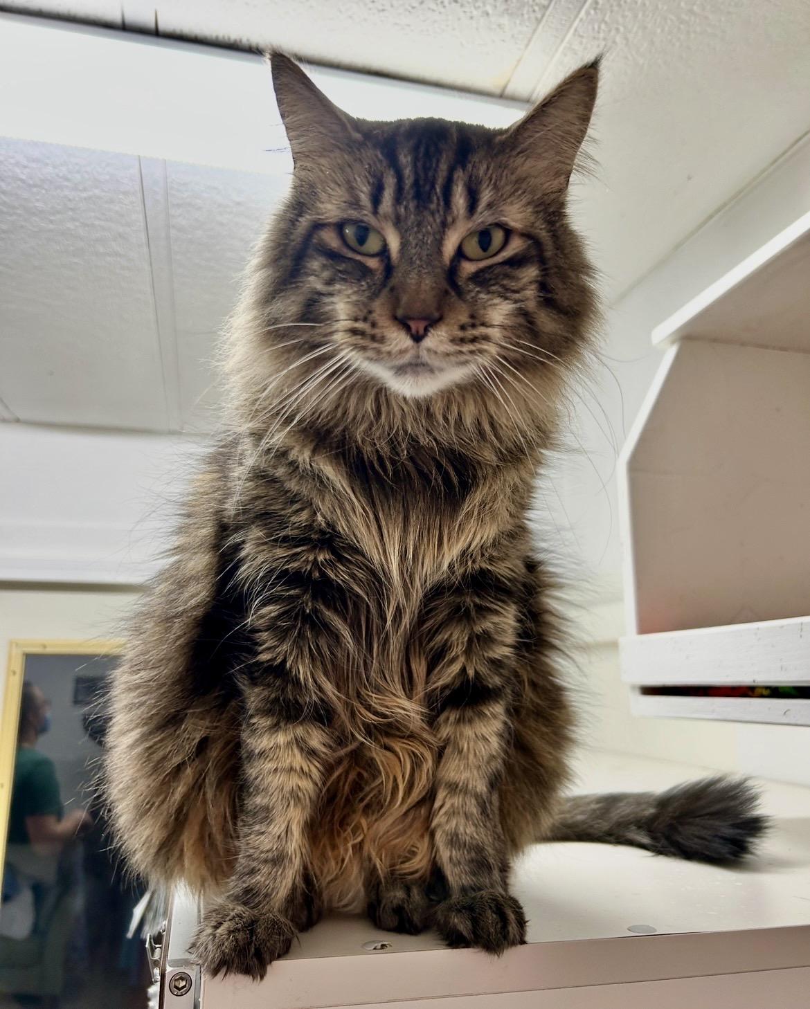 Croi, adopted, Adult Male Domestic Medium Hair.