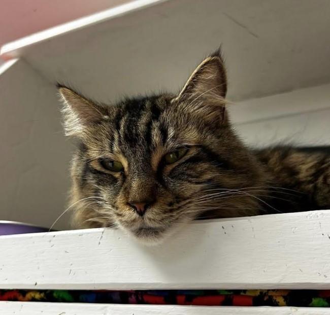 Enlarge Croi, an adopted Domestic Medium Hair in Maple Ridge, BC image 4/6