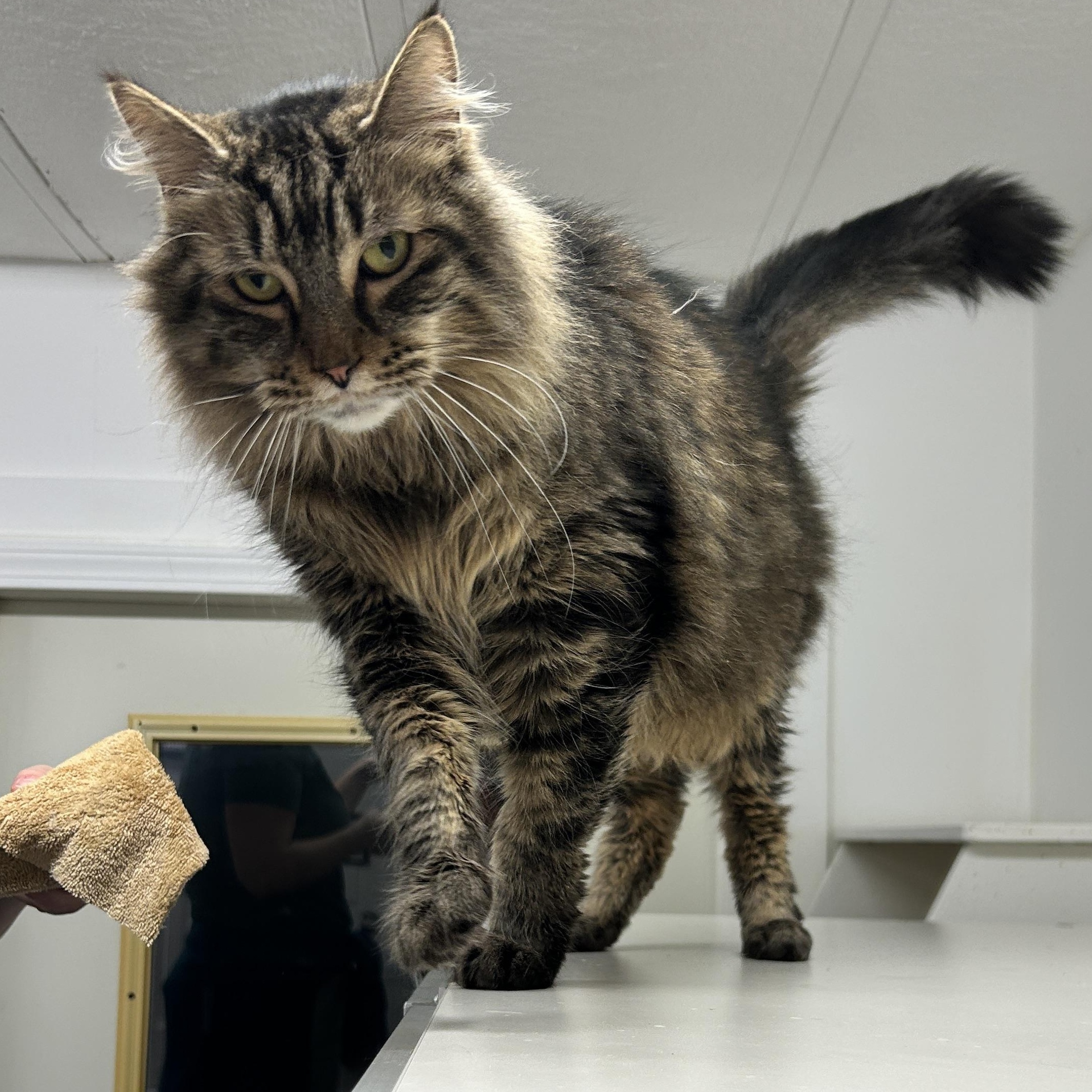 Enlarge Croi, an adopted Domestic Medium Hair in Maple Ridge, BC image 6/6