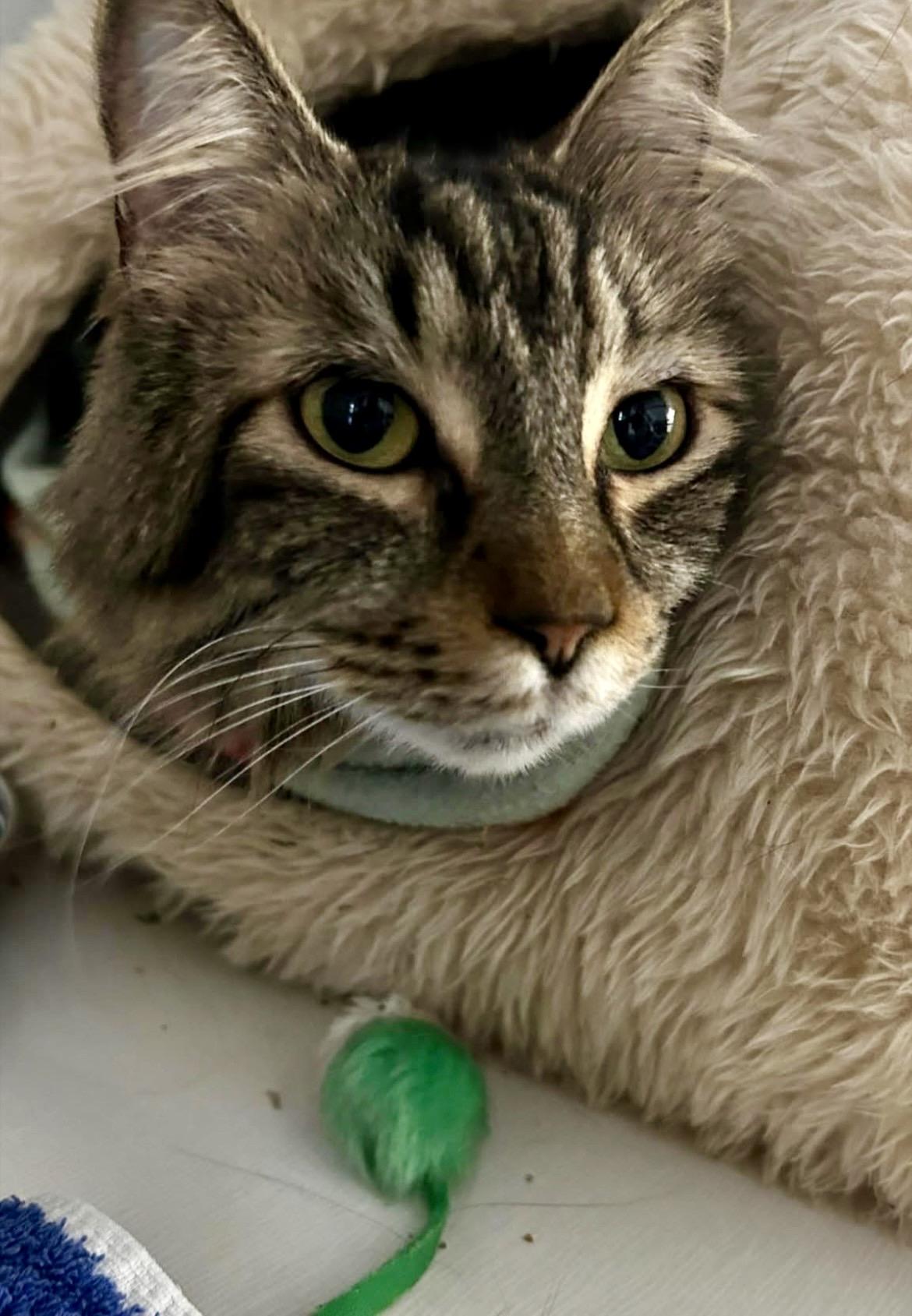 Enlarge Croi, an adopted Domestic Medium Hair in Maple Ridge, BC image 2/6