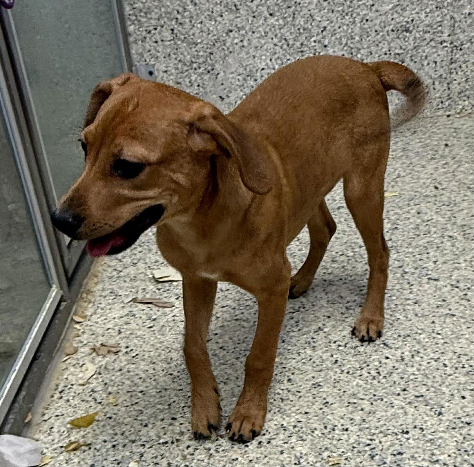 Drax, Adoptable, Puppy Male Vizsla & Hound.