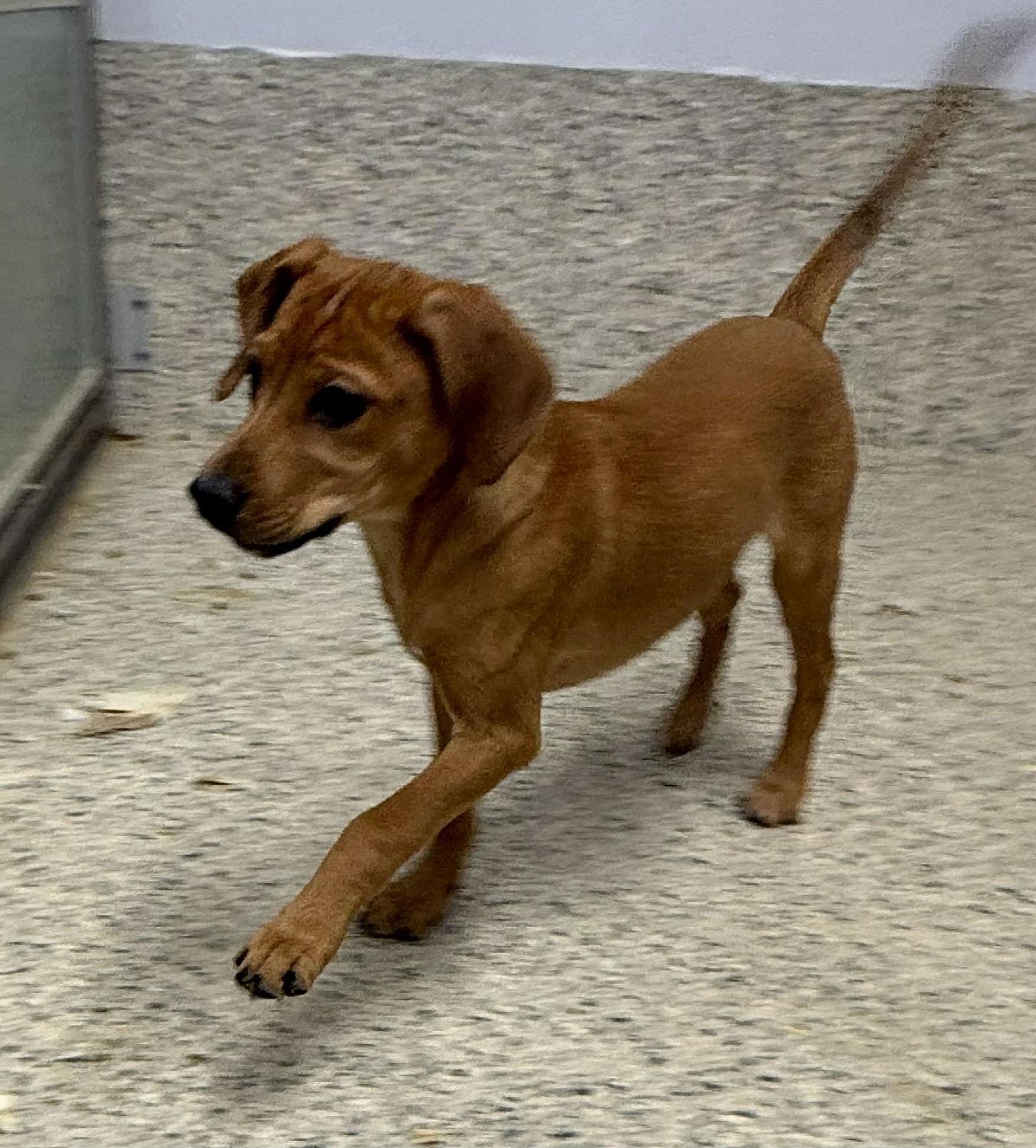 Enlarge Drax, a Adoptable mixed breed in Mechanicsburg, PA image 2/3