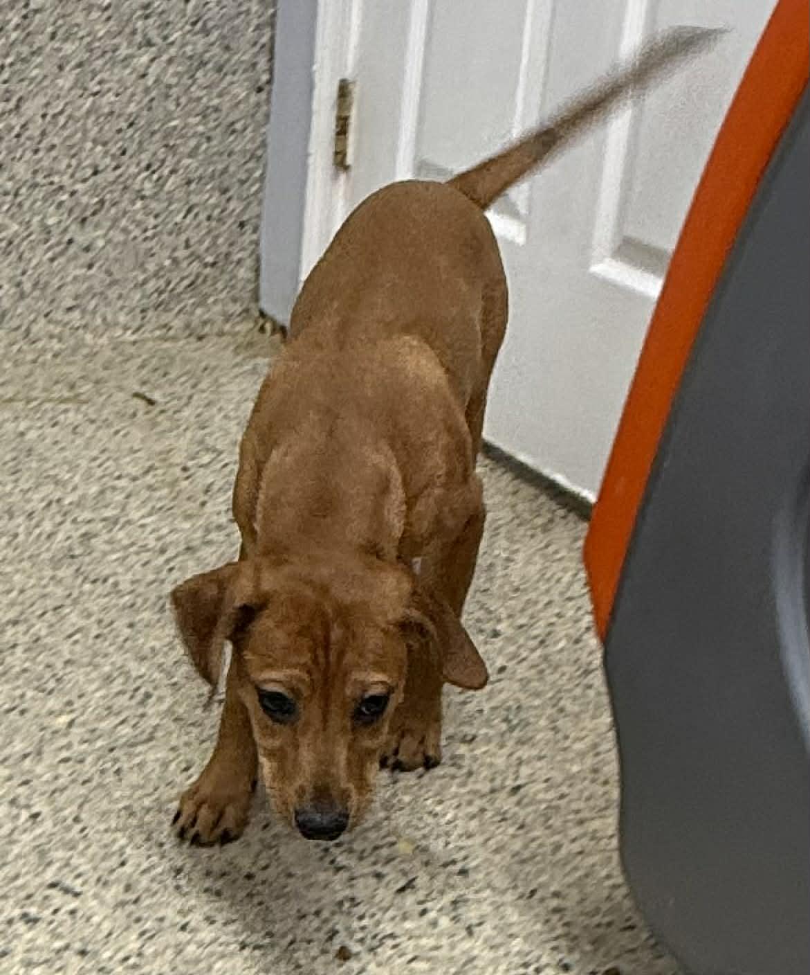 Enlarge Drax, a Adoptable mixed breed in Mechanicsburg, PA image 3/3