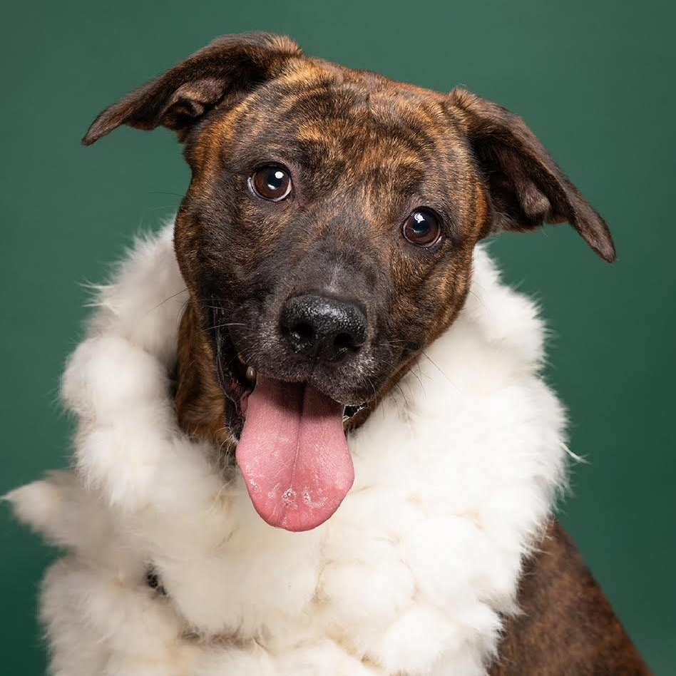 Enlarge Karma, a Adoptable mixed breed in West Jefferson, OH image 1/4