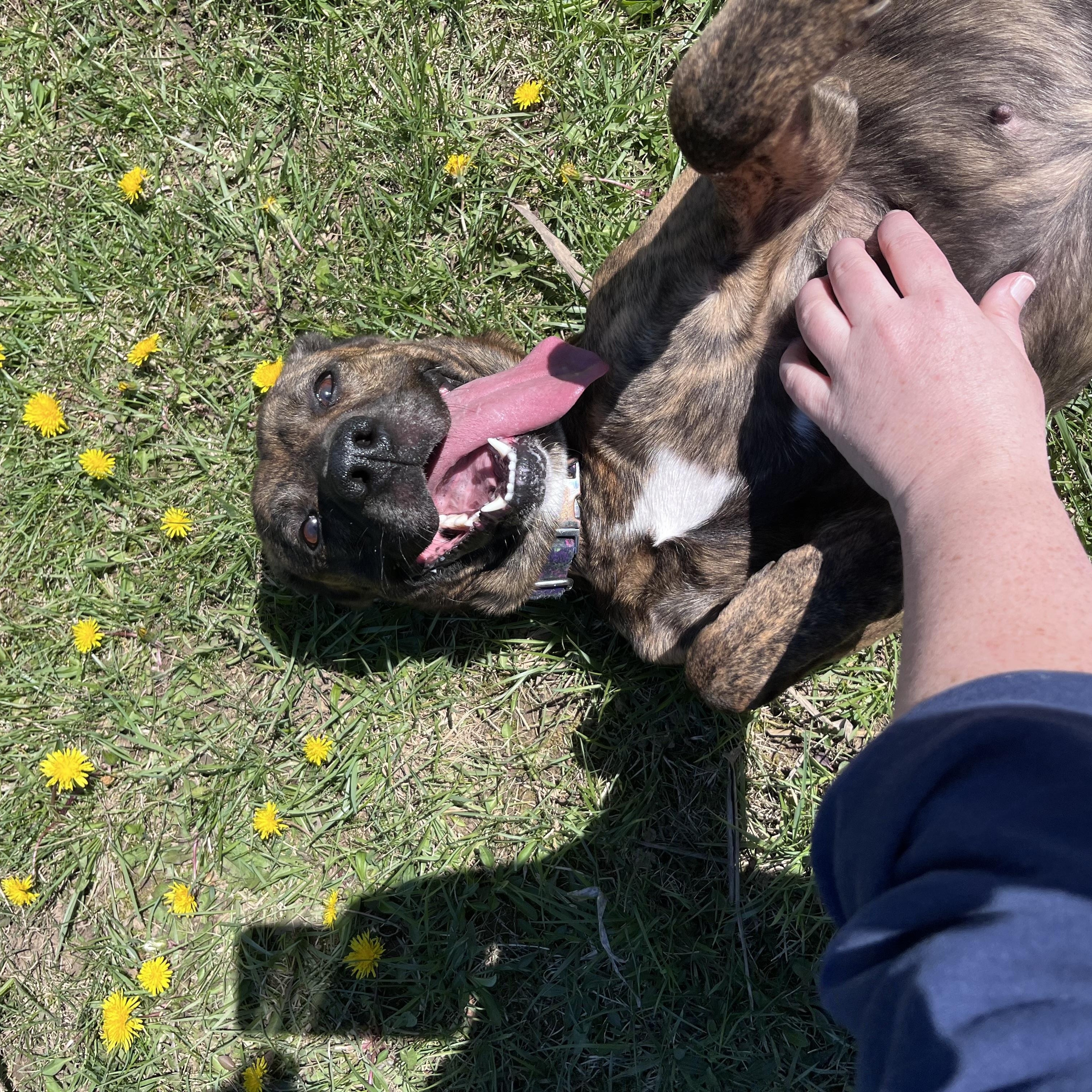 Unicycle, Adoptable, Adult Female Mastiff & Terrier.