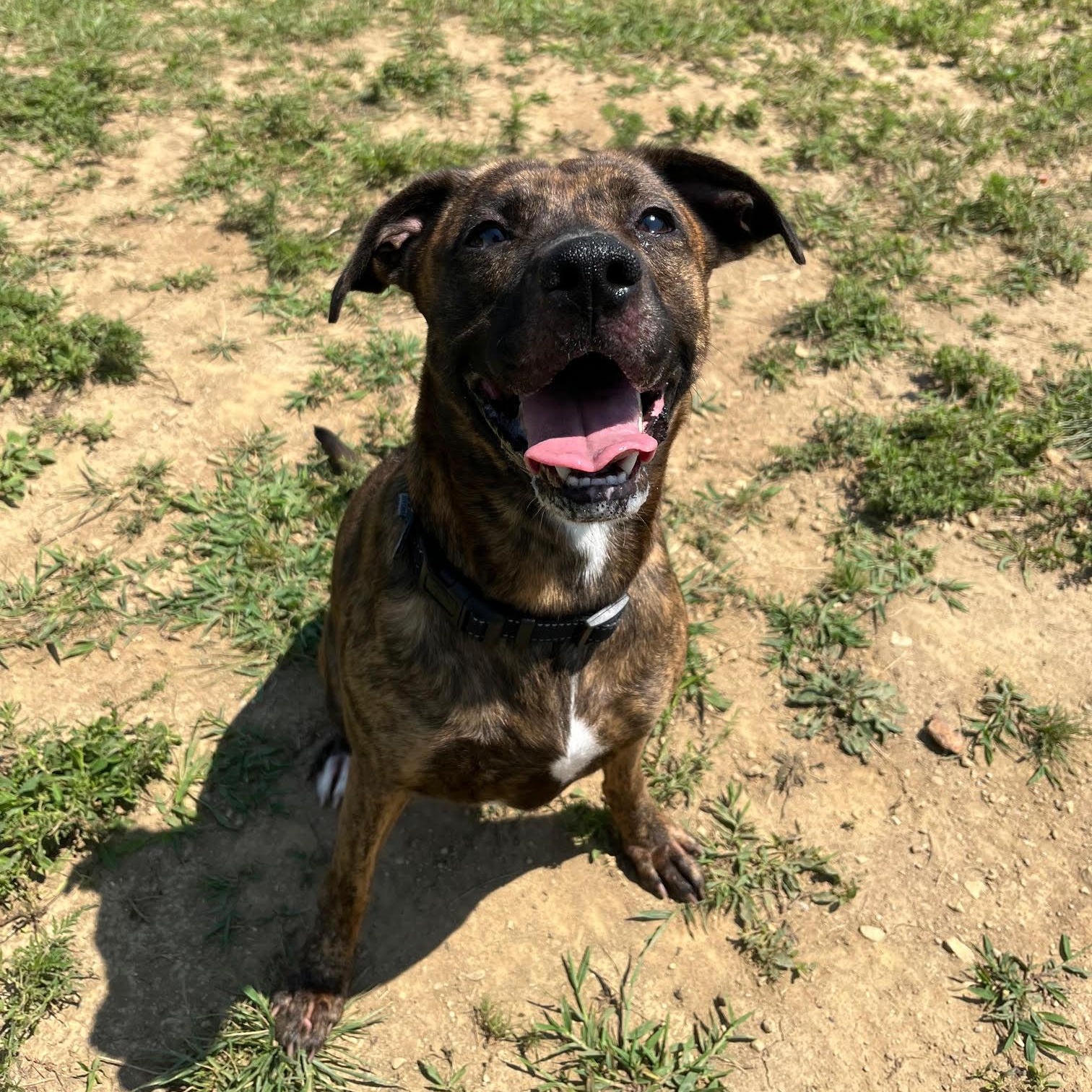 Karma, a Adoptable mixed breed in West Jefferson, OH image 3/3