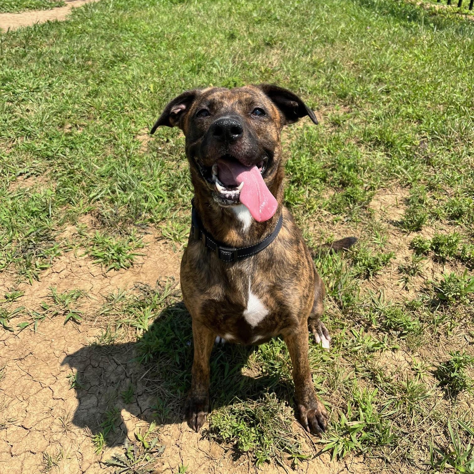 Karma, a Adoptable mixed breed in West Jefferson, OH image 1/3