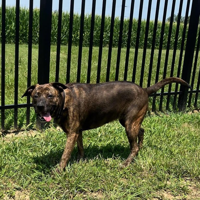 Karma, a Adoptable mixed breed in West Jefferson, OH image 2/3