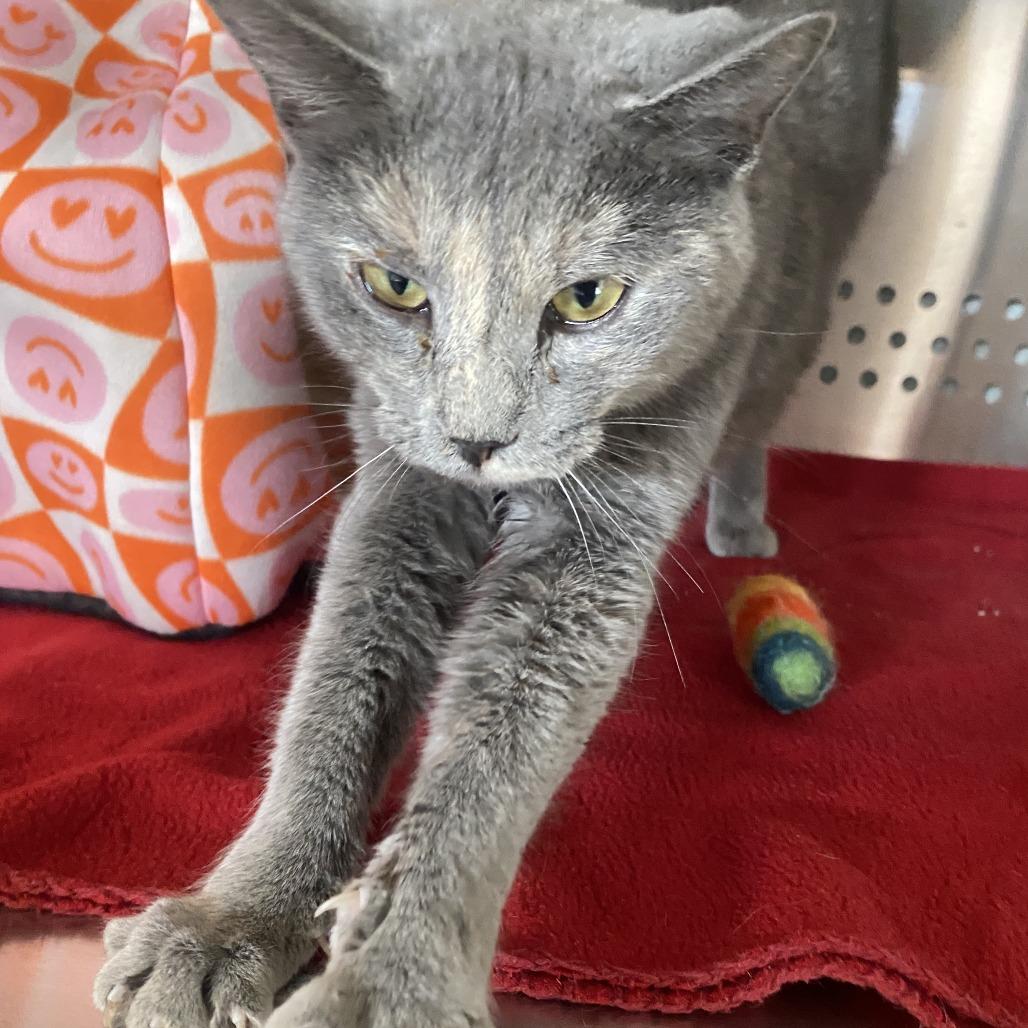 Apple, a Adoptable Domestic Short Hair in Denver, CO image 1/6