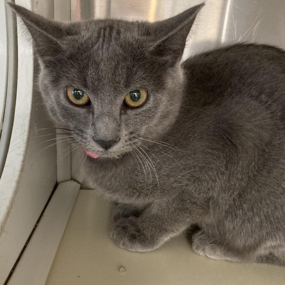 Apple, a Adoptable Domestic Short Hair in Denver, CO image 2/6