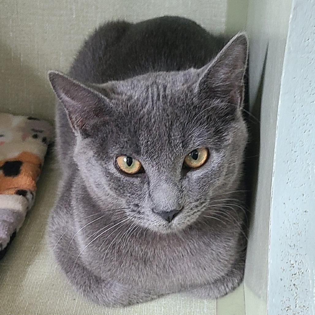 Apple, a Adoptable Domestic Short Hair in Denver, CO image 3/6