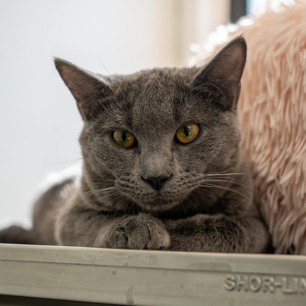 Apple, a Adoptable Domestic Short Hair in Denver, CO image 4/6