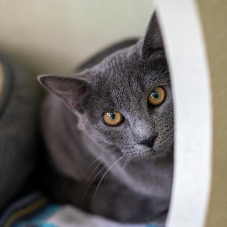 Apple, a Adoptable Domestic Short Hair in Denver, CO image 5/6