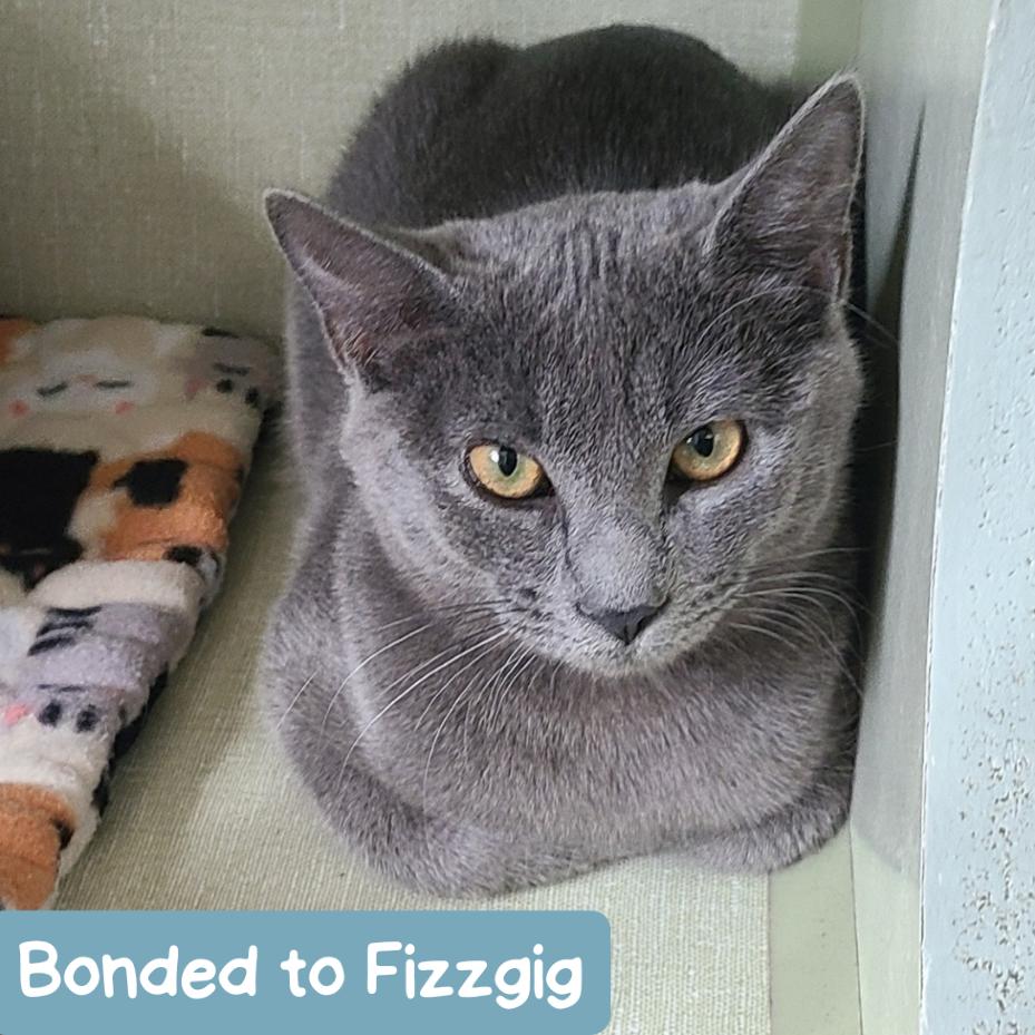 Apple, a Adoptable Domestic Short Hair in Denver, CO image 6/6