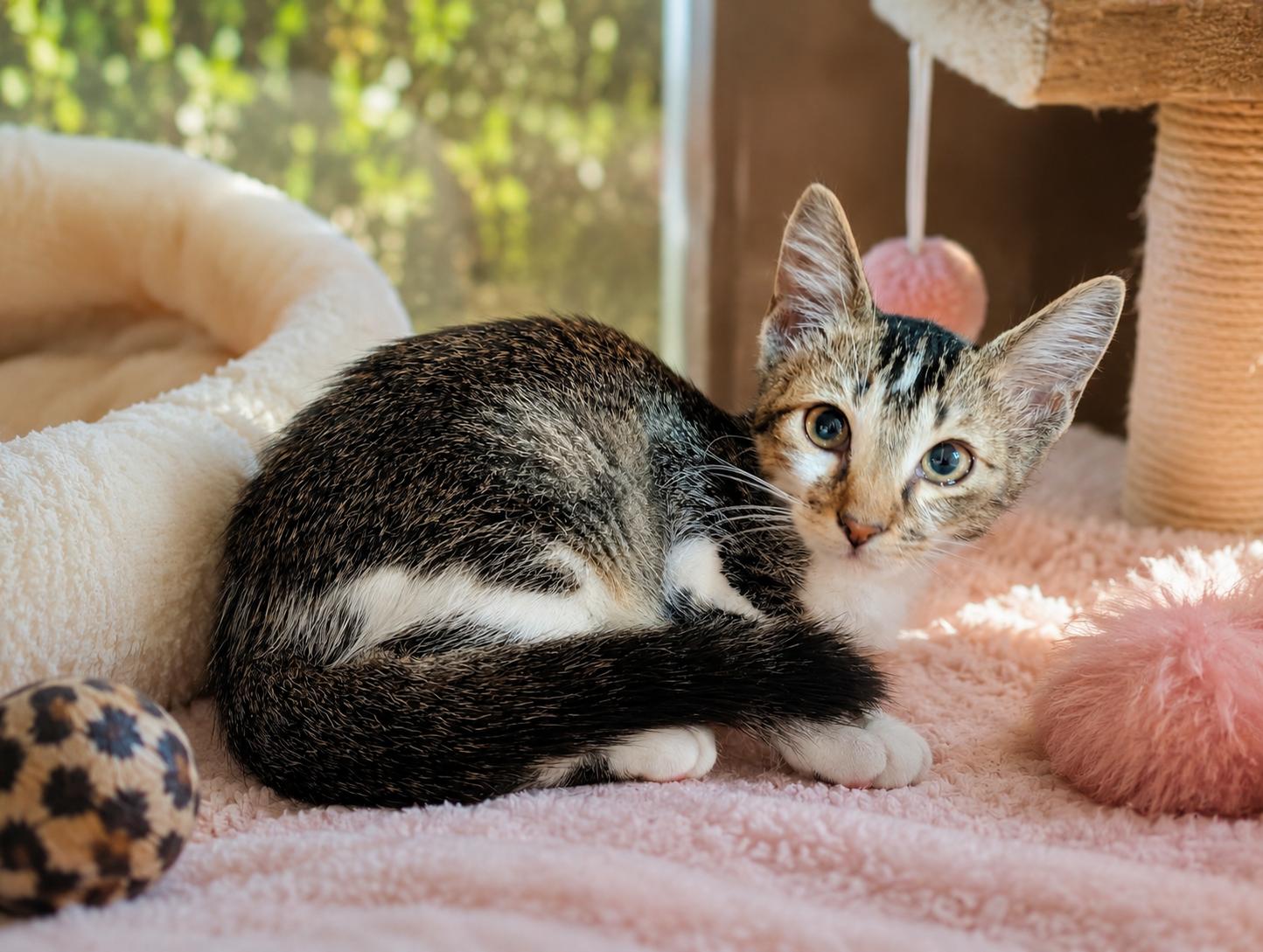 Monroe, ADOPTABLE, Kitten Female Domestic Short Hair.