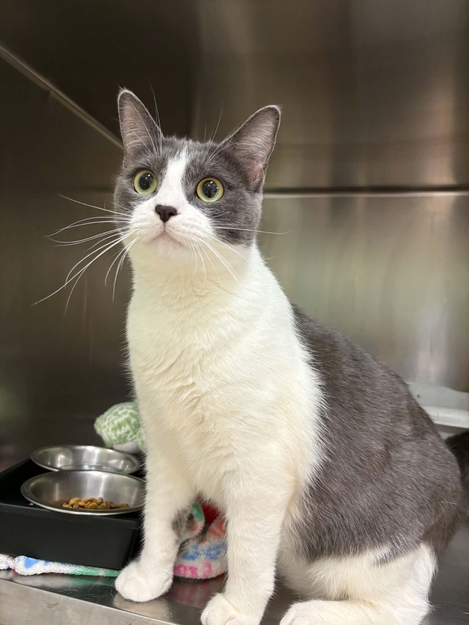 Enlarge Essence, a ADOPTABLE Domestic Short Hair in Paris, ME image 2/2