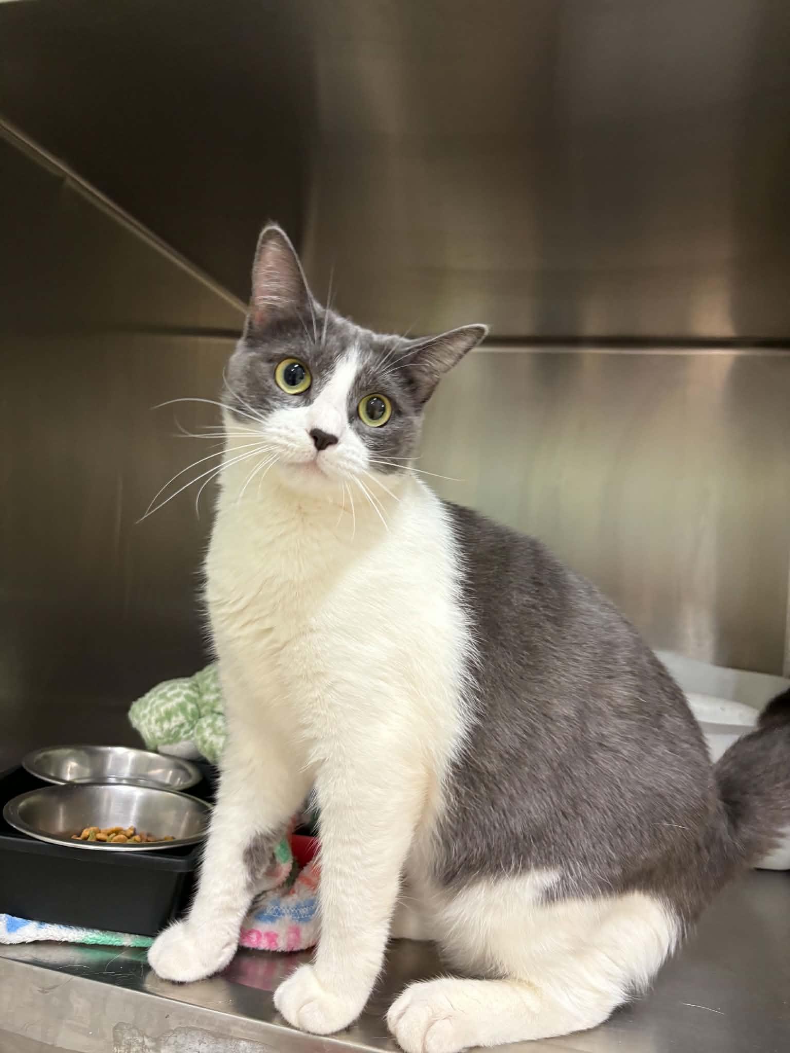 Essence, ADOPTABLE, Adult Female Domestic Short Hair.