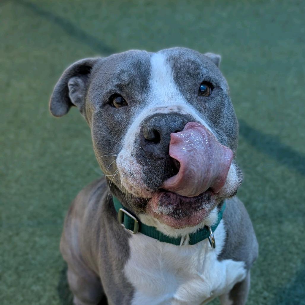 Dragon Fruit, a Adoptable Pit Bull Terrier in Greensboro, NC image 1/6