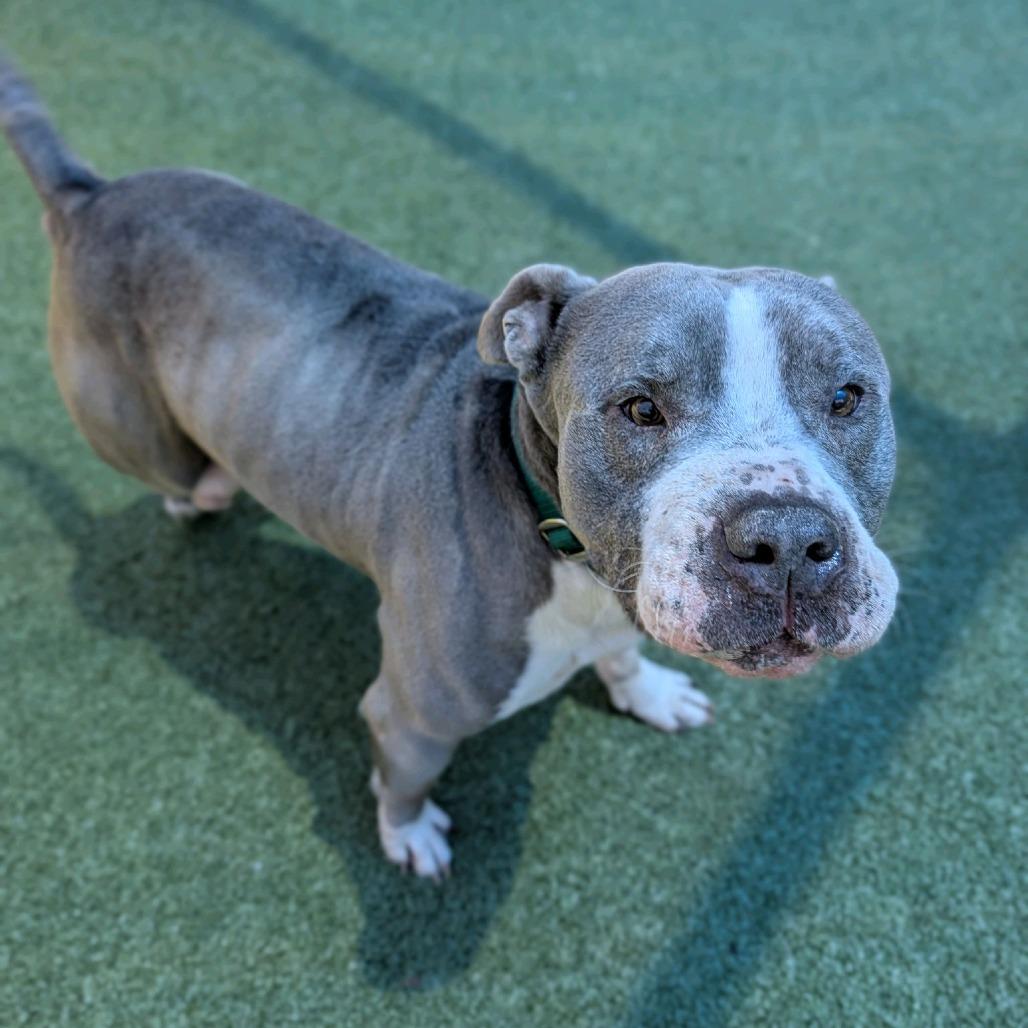 Dragon Fruit, a Adoptable Pit Bull Terrier in Greensboro, NC image 2/6