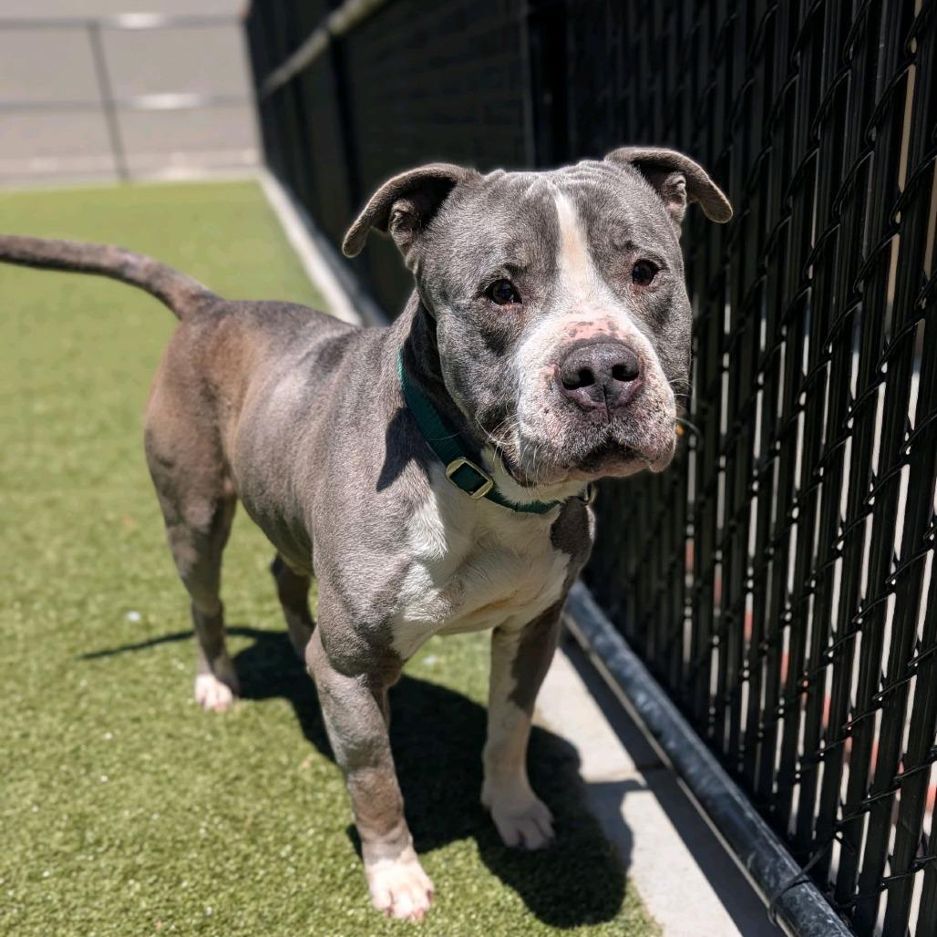 Dragon Fruit, a Adoptable Pit Bull Terrier in Greensboro, NC image 3/6