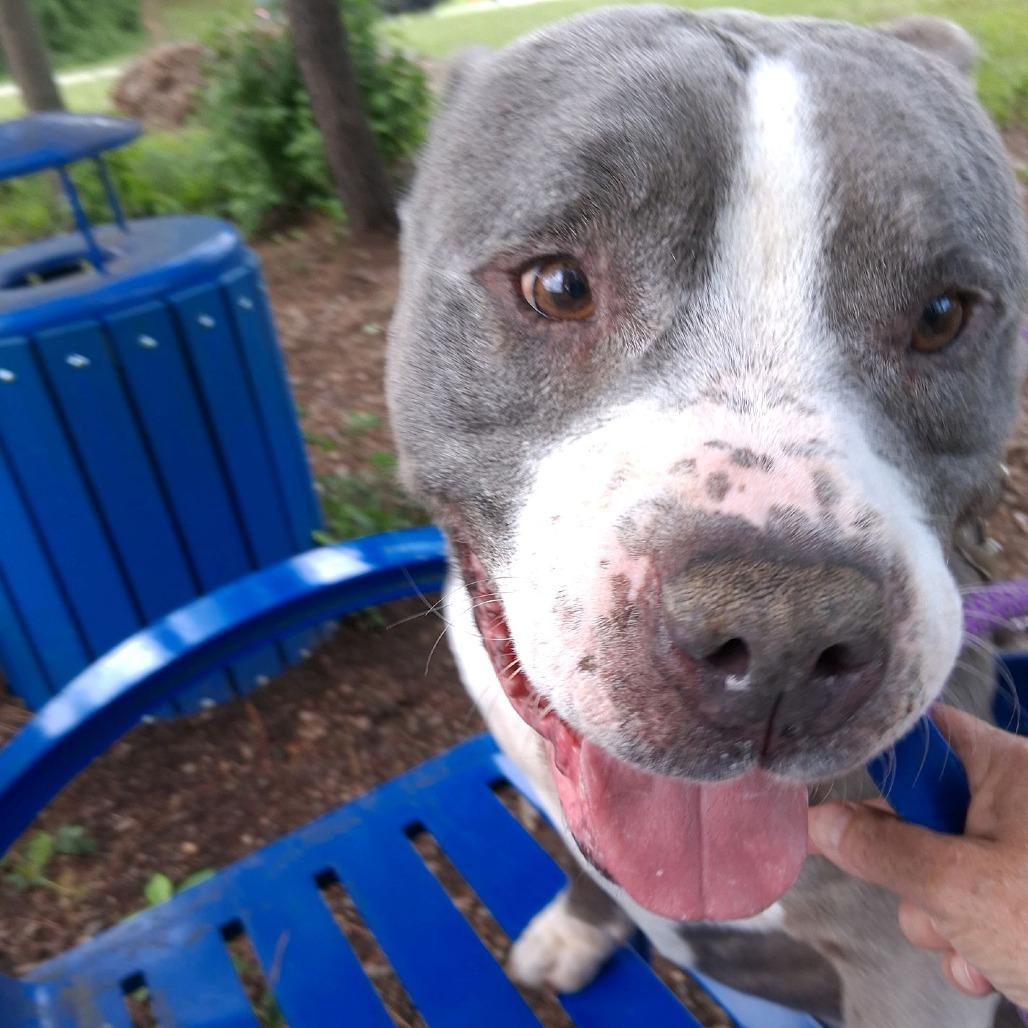 Dragon Fruit, a Adoptable Pit Bull Terrier in Greensboro, NC image 4/6