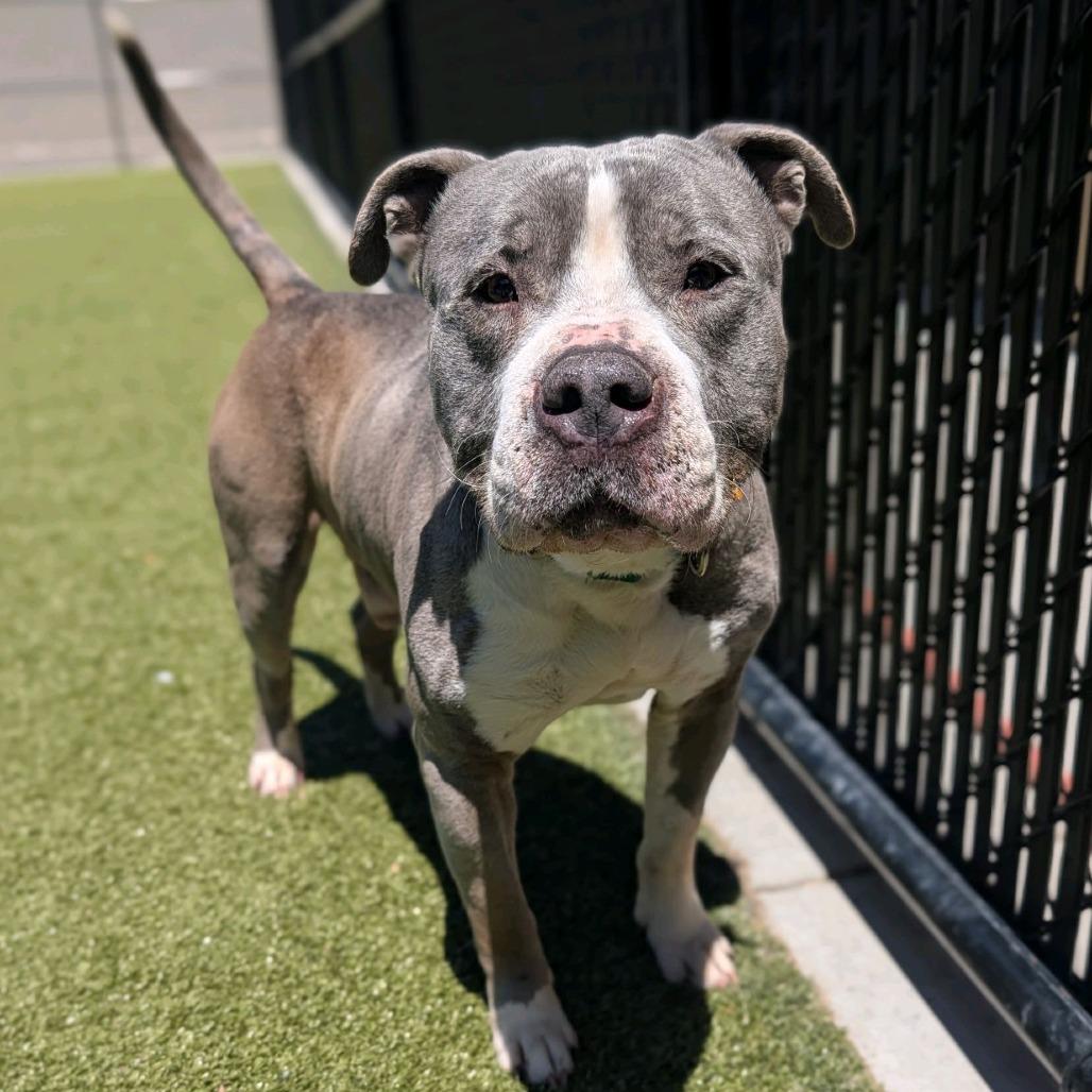 Dragon Fruit, a Adoptable Pit Bull Terrier in Greensboro, NC image 5/6