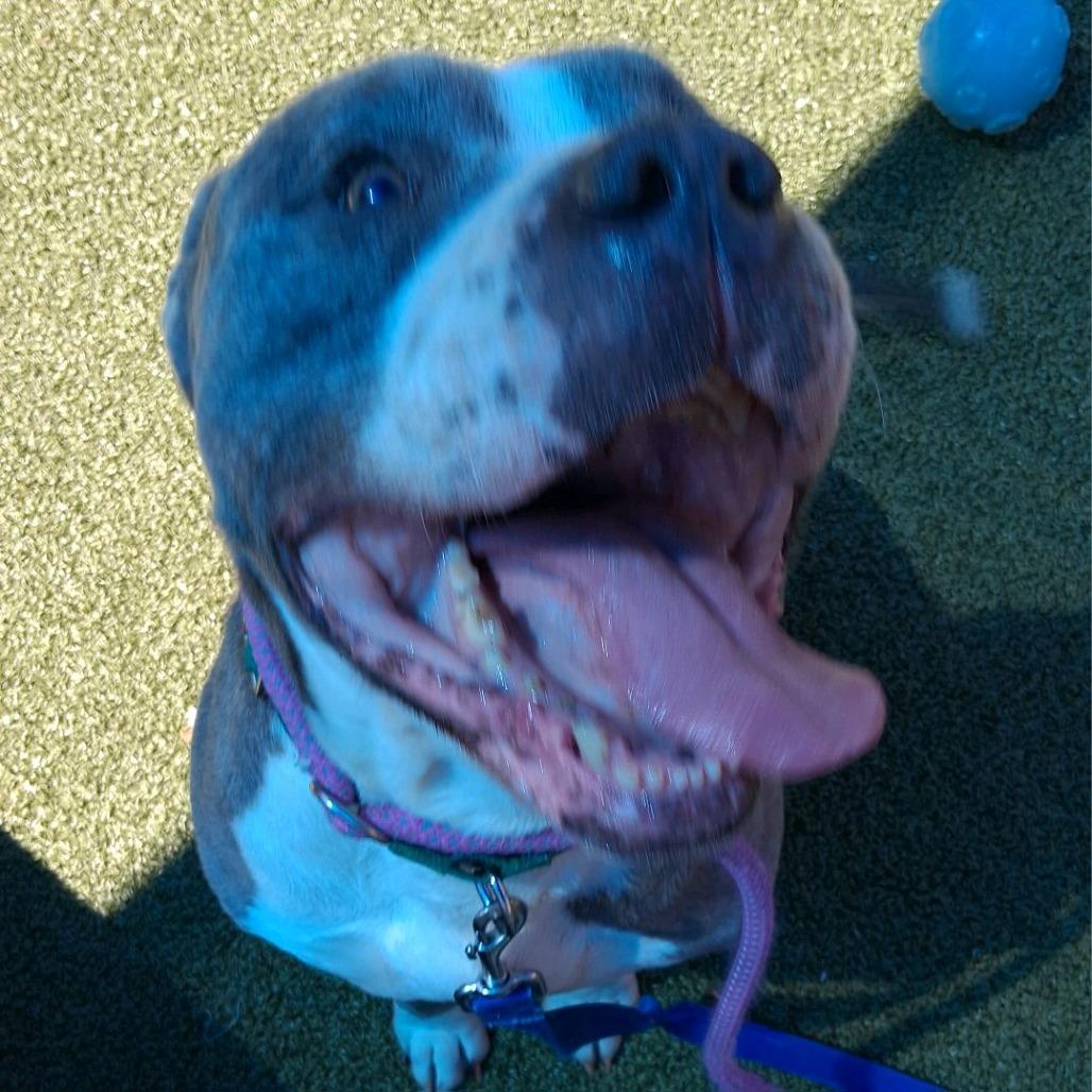 Dragon Fruit, a Adoptable Pit Bull Terrier in Greensboro, NC image 6/6