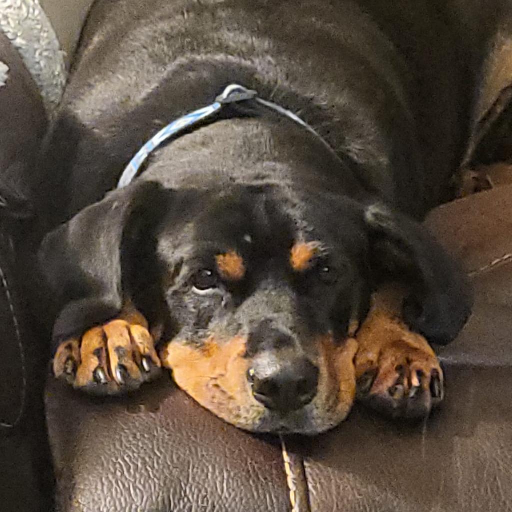 Boone, a Adoptable mixed breed in Madison, WI image 1/6