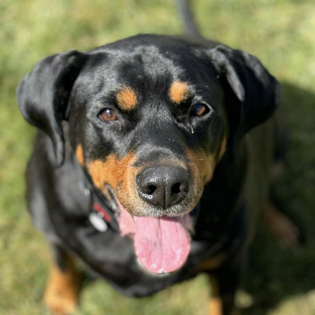 Boone, a Adoptable mixed breed in Madison, WI image 2/6