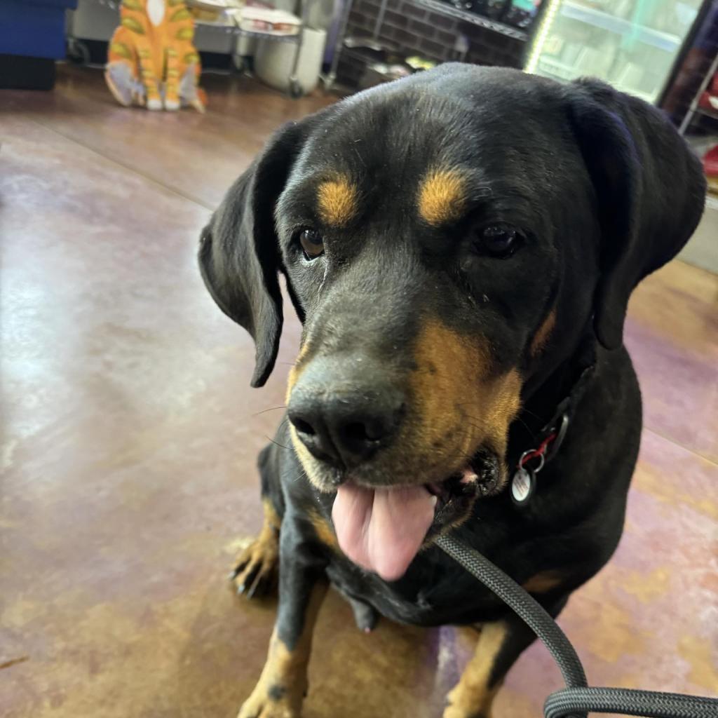 Boone, a Adoptable mixed breed in Madison, WI image 3/6