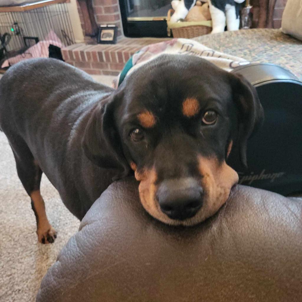 Boone, a Adoptable mixed breed in Madison, WI image 4/6