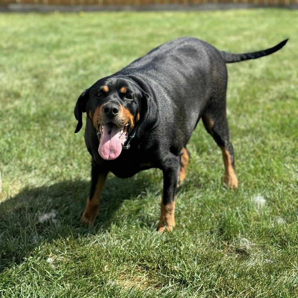 Boone, a Adoptable mixed breed in Madison, WI image 5/6